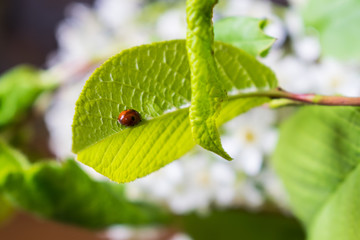 Ladybug on green leaf of bird cherry