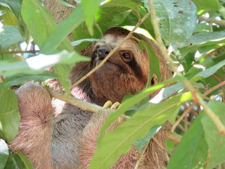 three toed sloth in a tree © Zoe
