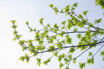 green leaves against blue sky