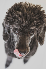 barboncino barbone cane poodle nero riccio riccioli ritratto