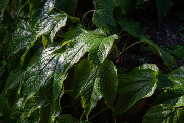Green leaves in the rain. Wet leaves of living fence of ivy plant