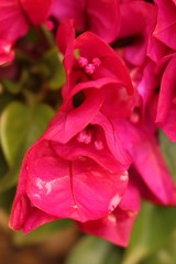 Zoom sur les fleurs d'un bougainvilliers.