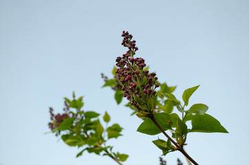 branch of a lilac