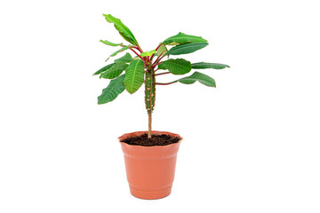 Green plant in brown pot as decorating of flat isolated on white background