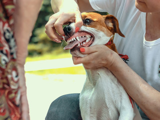handler shows teeth of a Jack Russell Terrier to an expert