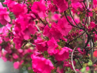 pink flowers close view