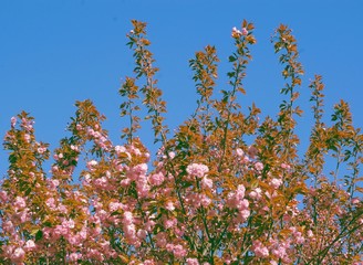 Prunus serrulata tree with pink flowers at spring