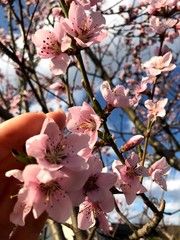 
peach blossoms in spring