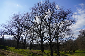 Forest in Romania 2020