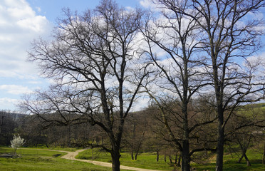 Fototapeta premium Forest in Romania 2020