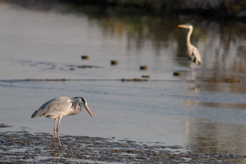 Grey heron in a pond 