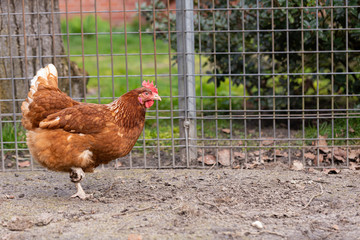 Huhn in Freilandhaltung