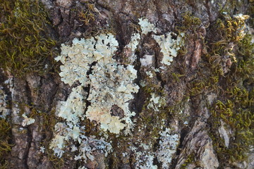 Forest in Romania 2020