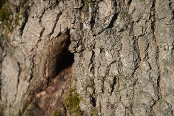 Forest in Romania 2020