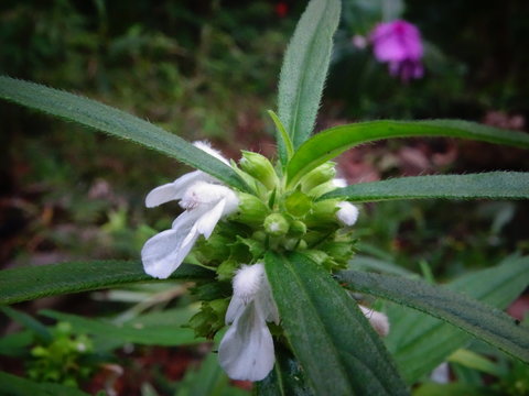 Nature, Plants, Flowers, Sun rise, Landscape