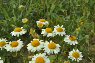 Kwiaty polne  © Adam