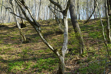 Forest in Romania 2020