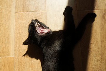 Black cat yawns while lying on a wooden background. The game of chiaroscuro. The inside of the mouth is clearly visible.
