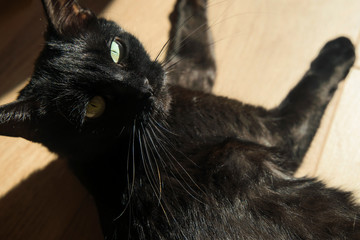 A black cat lies on a wooden background in the sun and looks into the frame.