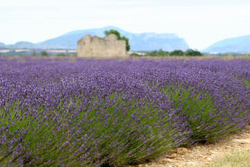 Obraz premium lavender field in provence france