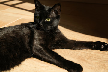 A black cat relaxes on a wooden floor in the sun and looks away.