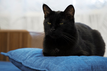 Black cat sitting on a blue pillow at home