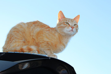 red cat sitting on the trunk of a car against the sky