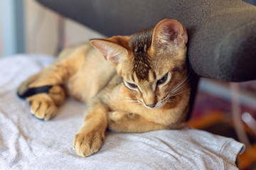 Abyssinian cat sleeping on a chair