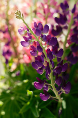 Spring bouquet of blooming lupins on the window