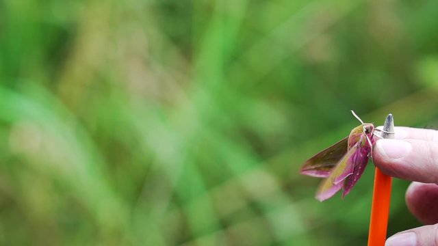Pink moth in closeup