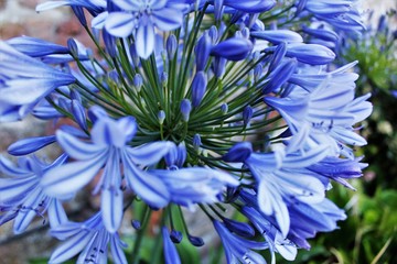 blue and white flowers