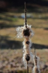Fluffy seeds of bulrushes in the spring