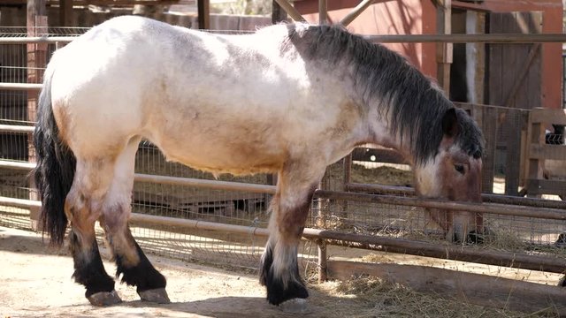 Draft horse.Close-up. Horse eats dry grass from a feeder in a paddock