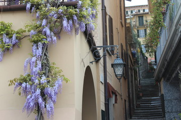 wisteria climb up a house wall, on the right a narrow street in the old town of bellagio