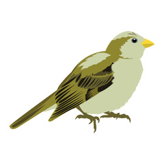 Sparrow vector isolated on white background. Little brown bird