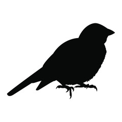 silhouette of a bird sparrow