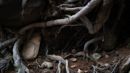 tree roots in the forest