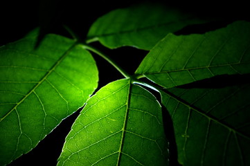 close up of green leaf