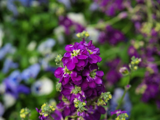 Various purple flowers with a green background