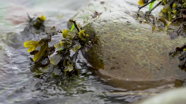seaweed in a flowing stream