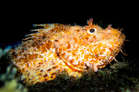 Cabracho o escorpora (Scorpaena scrofa), fotograf&iacute;a submarina en "la plataforma" de Formentera