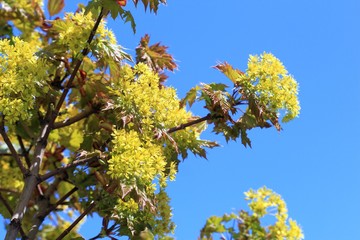 Blooming Acer platanoides in spring in the Park