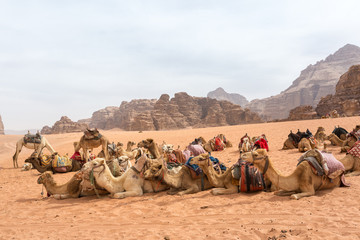 a caravan of camels fell apart on a halt in the desert in the background sandy-rocky mountains and a haze covered sky.