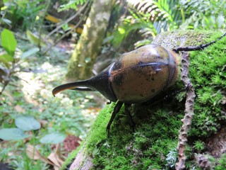 large hercules beetle on a branch