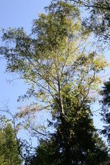 trees in the sky