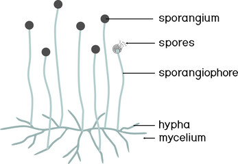 Structure of Mucor. Mycelium with sporangium isolated on white background