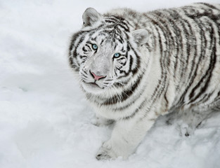 Fototapeta na wymiar A Bengal tiger sits and looks at the camera in winter