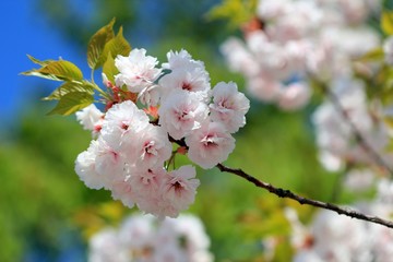 Naklejka premium Cherry blossoms in the Park in spring