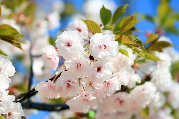 Cherry blossoms in the Park in spring