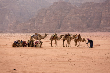 camel caravan stopped halfway among the desert amid tan mountains